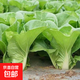 四季速生小白菜種子四季蔬菜種籽早熟小青菜陽臺盆栽耐熱奶油快菜 A四季奶油快菜種子5包