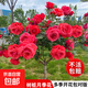 棒棒糖樹樁月季花苗樹狀特大花朵四季開花花卉植物庭院玫瑰花樹苗 國月紅色【多季循環(huán)開花】 粗度：直徑1-1.2cm