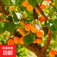 杏子樹(shù)苗嫁接果樹(shù)苗木特大甜杏子苗庭院陽(yáng)臺盆栽地栽南方北方種植 大黃杏5年苗【掌柜推薦】99%喜歡