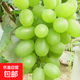 【新鮮采摘】維多利亞青提葡萄現(xiàn)摘現(xiàn)發(fā)當(dāng)季新鮮葡萄 1斤裝（凈果0.8）