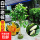 白蘭花盆栽老樁玉蘭花樹苗黃角蘭帶花苞室內(nèi)庭院濃香型四季開花卉 粗桿老樁白蘭1.4米 樹形優(yōu)美1棵