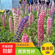 (當(dāng)季新種)魯冰花種子四季種易活花籽四季開(kāi)花羽扁豆種子多年生 魯冰花種子/包約50粒 1包