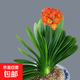 君子蘭苗君子蘭盆栽精品君子蘭圓頭和尚辦公室內花卉綠植盆栽花苗 特級苗12-14片葉【原盆土】