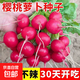 四季播種櫻桃蘿卜種子蔬菜種子農(nóng)家陽臺田園盆栽地栽水果蘿卜種子 櫻桃蘿卜種子【1包約400?！?原廠封裝