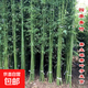 青竹金鑲玉黃金竹紫竹竹子苗陽(yáng)臺庭院綠植圍欄耐寒竹四季觀(guān)賞竹子 澆水就活四季青竹1公分粗10棵