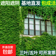 三五葉爬山虎爬藤綠植物四季長青藤室外庭院護坡藤蔓攀爬墻虎樹苗 五葉爬山虎5年苗【3顆】 不含盆
