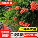 凌霄花爬藤大苗老樁盆栽耐寒陽(yáng)臺炮仗花紫藤爬藤植物綠植盆栽庭院 精品進(jìn)口凌霄花【2.5公分粗】