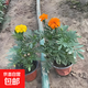 萬壽菊盆栽孔雀草花苗四季開花耐熱花卉庭院陽臺(tái)孔雀菊綠化工程苗 一盆橘色+一盆黃色約12-20cm