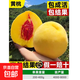 早熟水蜜桃樹(shù)苗嫁接黃桃樹(shù)苖樹(shù)當年結果南方北方種植樹(shù)苗桃樹(shù)果苗 黃桃6年苗當年結果 81cm(含)-110cm(含)