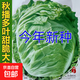 雞蛋黃奶油大白菜種子真好吃黃心快菜籽農家田園夏秋四季播蔬菜子 葉多多大白菜約1200粒1包