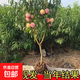 桃樹(shù)苗嫁接新品種水蜜桃桃樹(shù)盆栽地栽南方北方種植耐旱澇當年結果 3年苗隨機品種1顆