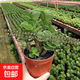 金錢木老樁多肉植物新手帶盆好養(yǎng)易活室內(nèi)辦公室財(cái)源滾滾綠植盆栽 金錢木【原土原盆】1盆 約15CM