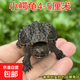 外塘北美小鱷龜爆刺鱷魚(yú)龜幼苗寵物龜雜佛寵物龜兇猛小烏龜活體 4-5厘米好養小鱷龜 1只單身龜