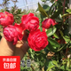 正宗紅木香花苗四季開(kāi)花爬藤植物濃香型特大苗甜蜜黃木香盆栽 四季紅木香 大苗1.2米-1.5米高