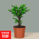 小葉紫檀盆栽盆景樹(shù)樁綠植物老樁室內客廳桌面綠植樹(shù)苗四季常青 獨桿小葉紫檀【原盆土】