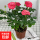 玫瑰盆栽植物客廳臥室百搭好養玫瑰花 中國紅玫瑰盆