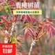 香椿樹(shù)苗紅油香椿苗春芽樹(shù)苗盆栽地栽四季好養活香椿苗果樹(shù)苗 香椿樹(shù)苗高50厘米以上1棵不含盆 地徑1.5cm-2cm粗/送肥料