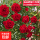 基地直發(fā)8年玫瑰老根老樁四季開花月季花苗室內(nèi)陽臺盆栽大花濃香 新品種爬藤紅玫瑰四季開花【一顆 云南8年老樁 不含盆