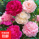 芍藥花種子 室內盆栽花卉植物種子 陽(yáng)臺庭院 四季種植芍藥花籽 芍藥種子/包約15粒 5包