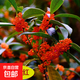 四季桂花樹(shù)苗金桂庭院濃香原生地栽室內外盆栽八月丹桂花卉綠植物 狀元桂 2公分粗（高1米左右）