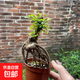 駱駝?dòng)軜?年年有榆)造型漂亮根部發(fā)達(dá)榆樹盆景造型獨(dú)特 榆樹提根1盆連盆高(15-20）厘米