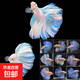 【泰國(guó)進(jìn)口精品斗魚】觀賞魚苗金魚熱帶好養(yǎng)耐活體淡水半月婚紗魚 SS級(jí)*淺色公下單送魚食