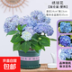 繡球花苗無盡夏四季開花繡球花盆栽庭院好養(yǎng)的花卉植物室內(nèi)花 無盡夏180#大苗(原盆土 帶花苞發(fā)貨)