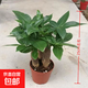 ?【包活】發(fā)財樹盆栽鮮花綠植物辦公室內吸甲醛綠蘿文竹水培易養(yǎng) 三桿優(yōu)質發(fā)財樹【原盆】