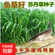 蘇丹草草籽高丹草種四季牧草種子養(yǎng)殖再生草魚吃的草種畜牧牛羊魚 蘇丹草1斤