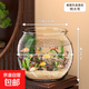 高清魚缸 生態(tài)缸桌面溪流缸迷你金魚缸小型水族箱養(yǎng)魚龜缸PET 特大號(hào)魚缸【超清8K高透/摔不碎/久用不糊】