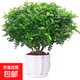 驅蚊蟲清香木盆栽正宗胡椒木花卉綠植四季好養(yǎng)凈化空氣吸甲醛植物 6年大苗1盆【螺紋盆】+肥料