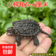 外塘北美小鱷龜爆刺鱷魚(yú)龜幼苗寵物龜雜佛寵物龜兇猛小烏龜活體 5-6厘米霸氣小鱷龜 1只單身龜