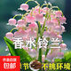 濃香鈴蘭驅(qū)蚊四季開花不斷風(fēng)鈴花多年生耐寒新手好養(yǎng)凈化空氣花卉 混色濃香鈴蘭苗【20個(gè)芽】+肥料
