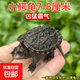 外塘北美小鱷龜爆刺鱷魚(yú)龜幼苗寵物龜雜佛寵物龜兇猛小烏龜活體 7-8厘米兇猛小鱷龜 1只單身龜