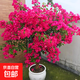 三角梅盆栽花苗綠植物重瓣庭院陽臺爬藤攀援植物花卉樹苗盆景 三角梅15大苗【花開富貴】