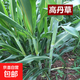 蘇丹草草籽高丹草種四季牧草種子養殖再生草魚(yú)吃的草種畜牧牛羊魚(yú) 高丹草5斤