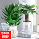 觀(guān)音竹富貴竹水培植物帶根發(fā)貨辦公室內盆栽客廳花卉易活植物水養 【暴富組合】觀(guān)音竹[冬瓜瓶]+發(fā)財樹(shù)[早安盆]