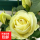 果汁陽臺月季花苗四季開花卉盆栽綠植物室內花易活玫瑰帶花苞庭院 奶油龍沙【多頭淡香，月月開分枝多】 【帶花苞】【盆口徑15cm】原盆冠25高35