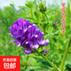 多品種牧草種子黑麥草冬牧高丹草魚草紫花苜蓿牲畜寵物吃草種子 紫花苜蓿500克