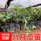 八月瓜果苗八月炸果樹(shù)苗爬藤果樹(shù)苗盆栽地栽南北方栽植水果苗 八月瓜苗20cm高1棵 送肥料