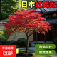 正宗紅楓四季紅原生三季中國紅楓日本紅楓庭院風(fēng)景樹(shù)地栽耐寒 日本紅楓 3厘米粗