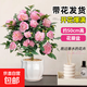 茶花盆栽香妃山茶花樹苗四季開花卉帶花苞五色赤丹室內(nèi)陽臺綠植物 香妃茶花（約40-50cm高）蓮花瓷盆