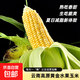 云南高原新鮮水果玉米起脆甜爆漿可生吃現采現發(fā)300g/棒營(yíng)養早餐 水果玉米1.8-2斤含箱