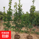 怡泉池 北海道黃楊樹(shù)苗大葉冬青綠化苗木四季常青庭院籬笆圍欄檔 叢生1.6-1.8米高【2-4個(gè)分叉10顆