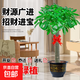 發(fā)財樹(shù)大型綠植室內客廳花卉大盆栽落地辦公室擺件陽(yáng)臺放輕松植物 【獨桿】1.4-1.5m 原盆