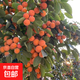 柿子樹苗嫁接果樹苗木庭院陽臺盆地栽甜脆軟柿子樹苗南北方種植 雞心柿子6年苗【當(dāng)年結(jié)果】