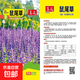 藍萼鼠尾草種子彩苞蝶形洋蘇草籽可食用花壇盆栽庭院花園陽(yáng)臺耐熱 鼠尾草種子 一包約300粒