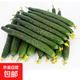 新鮮黃瓜現(xiàn)摘現(xiàn)發(fā)新鮮蔬菜生鮮可生吃炒菜非水果黃瓜 囤貨裝 5斤 凈重