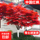 日本紅楓樹苗四季紅舞姬中國老樁盆景盆栽庭院別墅室外綠化植物苗 【中國紅楓】3.5cm粗1.4米高