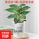 鉑金鉆 水培植物室內(nèi)客廳好養(yǎng)大葉金鉆水養(yǎng)凈化空氣懶人盆栽 鉑金鉆+懶人盆 整體高度（15-20cm）